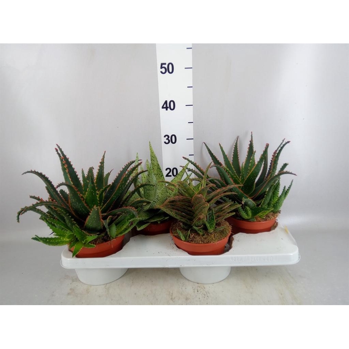 <h4>Aloe   ...</h4>