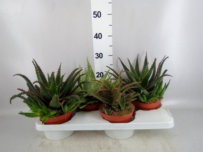 <h4>Aloe   ...</h4>