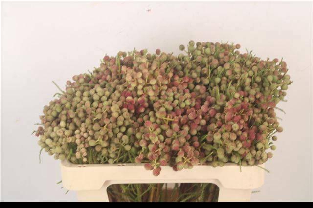 <h4>BERZ LANUGINOSA</h4>