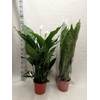 Spath Sweet Sebastia