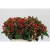 Hypericum Magical Triumph