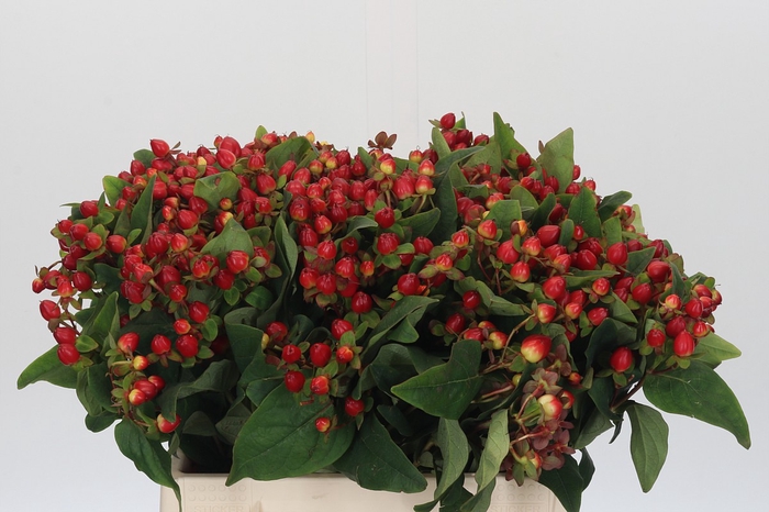 Hypericum Magical Triumph