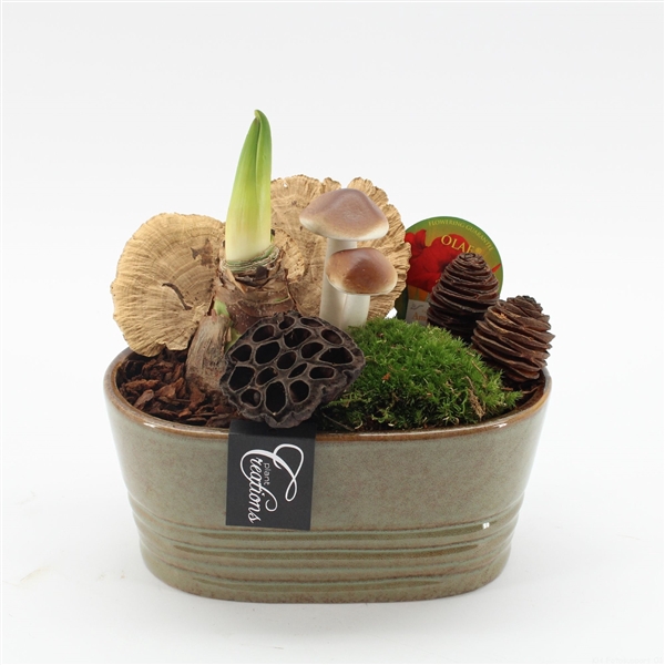 <h4>Arrangementen Hippeastrum H%</h4>