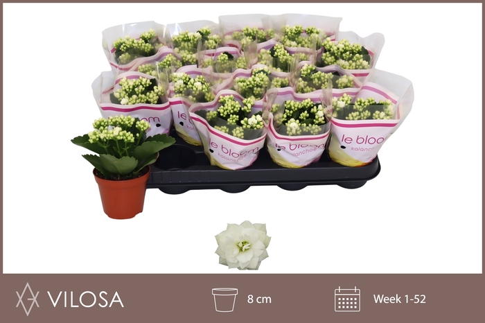 <h4>KAL GE WHITES WHITE</h4>