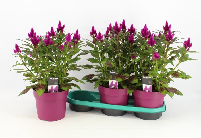 <h4>Celosia 'Deep Purple' with label P19 | Decorum</h4>