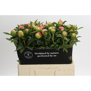 Paenia Pink Hawaiian Coral