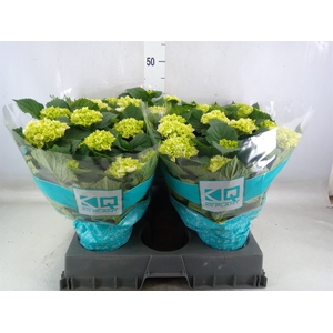 Hydrangea mac. 'Hi Ice'