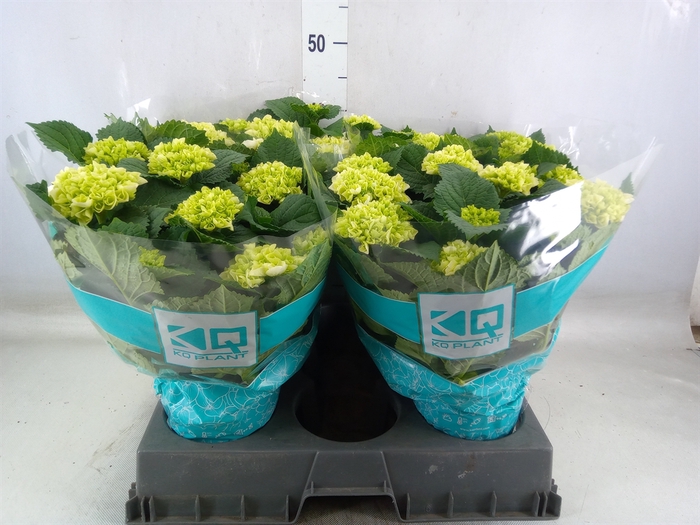 <h4>Hydrangea mac. 'Hi Ice'</h4>