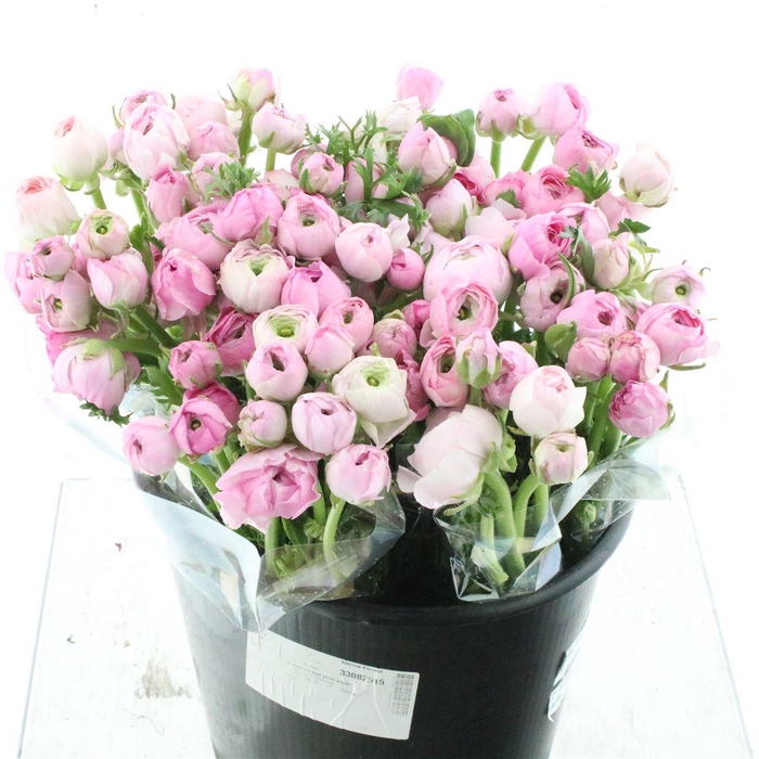 <h4>Ran El Marshmallow</h4>