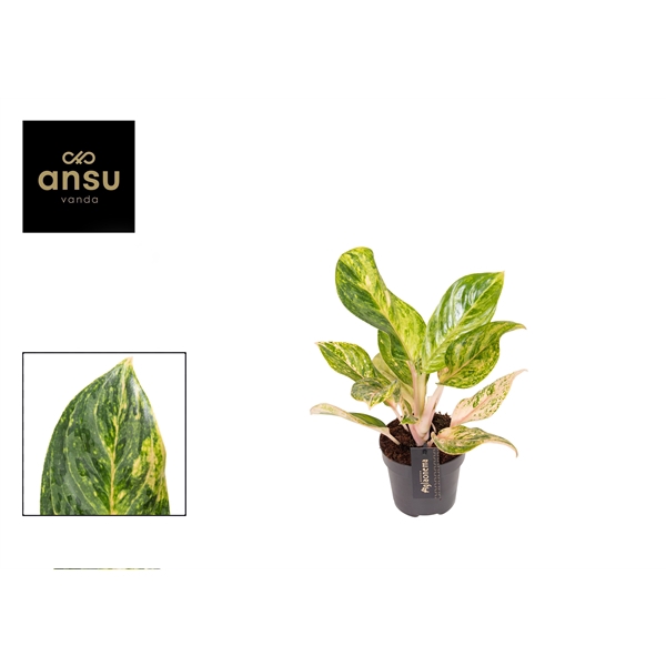 <h4>Aglaonema Peach Pearl</h4>