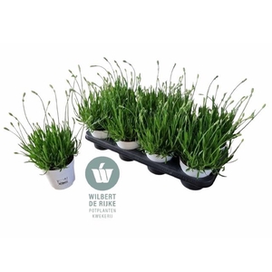 LAVAN AN AROMA WHITE