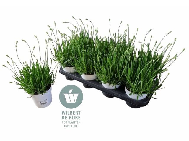 <h4>LAVAN AN AROMA WHITE</h4>