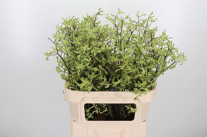 <h4>Anigoz Ison</h4>