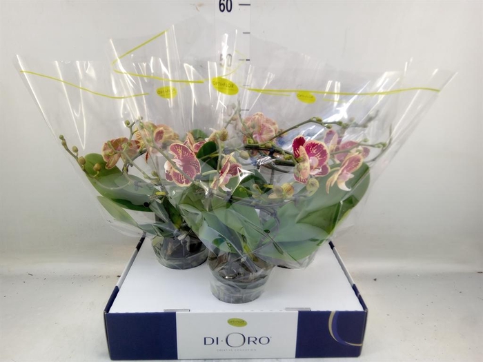 <h4>Phalaenopsis   ...</h4>