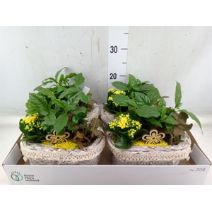 Arr.   Planten L%