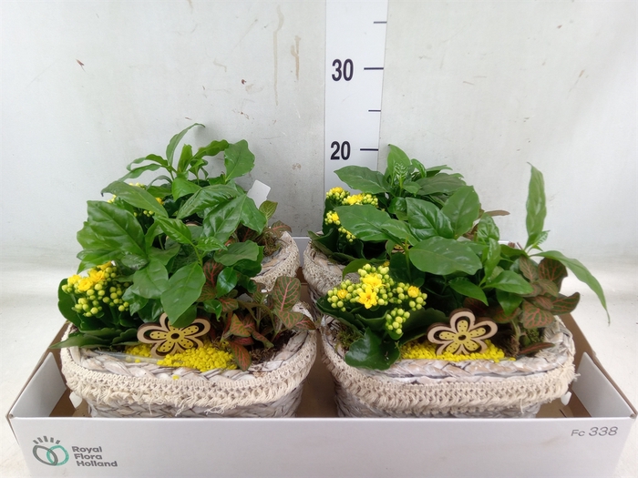 <h4>Arr.   Planten L%</h4>