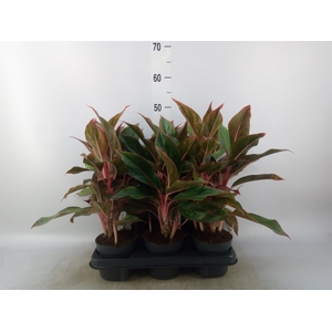 Aglaonema  'Crete'