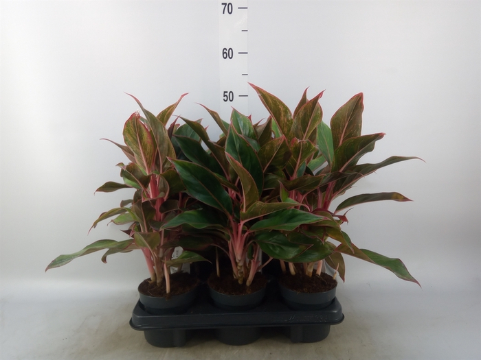 <h4>Aglaonema  'Crete'</h4>