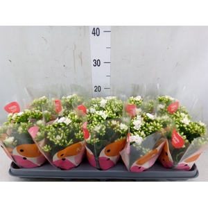 Kalanchoe  'RoseFlow Greta'