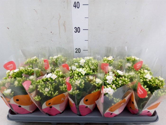 <h4>Kalanchoe  'RoseFlow Greta'</h4>