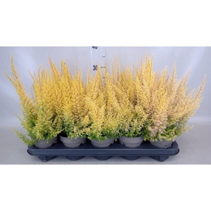 Erica gracilis   ...