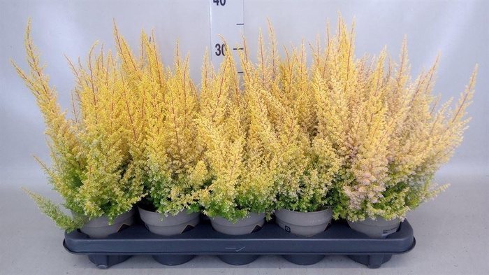 <h4>Erica gracilis   ...</h4>