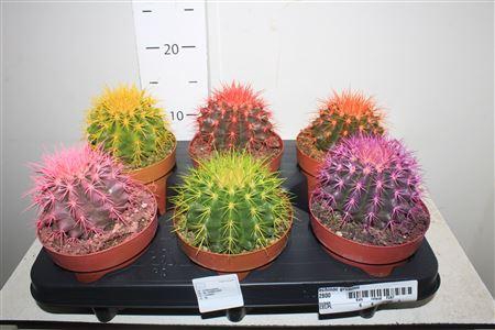 <h4>Echinoc Grusonii</h4>