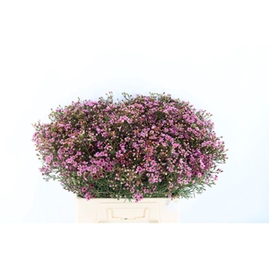 Cham Purple Grand Jupiter