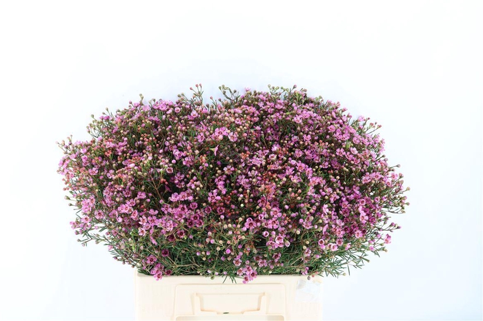 <h4>Cham Purple Grand Jupiter</h4>