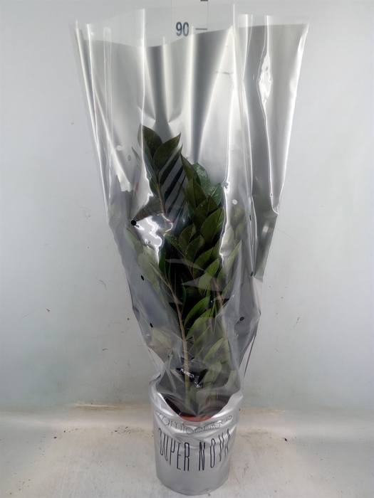 <h4>Zamioculcas zamiifolia 'Super Nova'</h4>