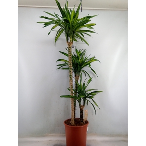 Dracaena frag. 'Riki'