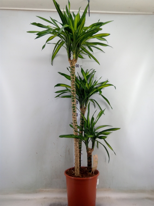 <h4>Dracaena frag. 'Riki'</h4>