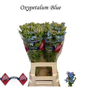 OXY CO TAN PURE BLU