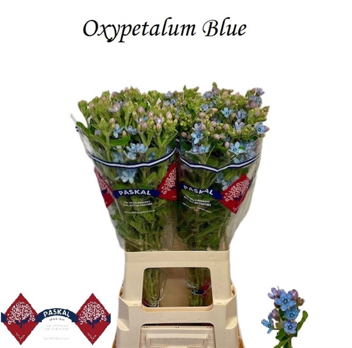 <h4>OXY CO TAN PURE BLU</h4>