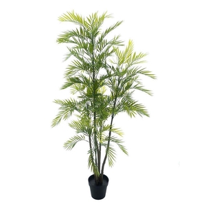 Areca palm Aruba in pot green 180cm