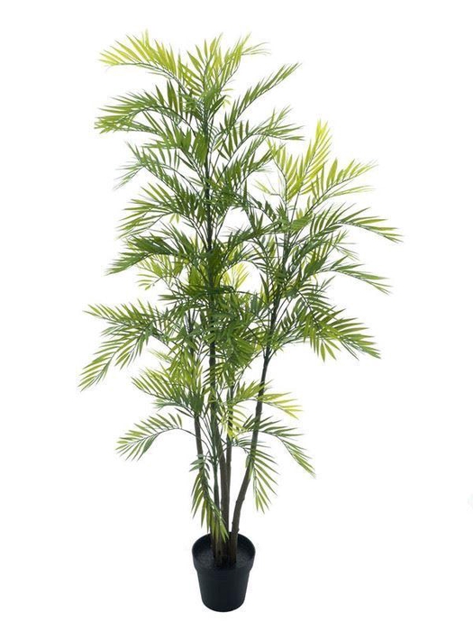 <h4>Areca palm Aruba in pot green 180cm</h4>