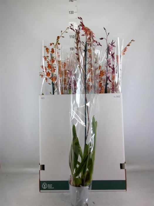 <h4>xColmanara   ...</h4>