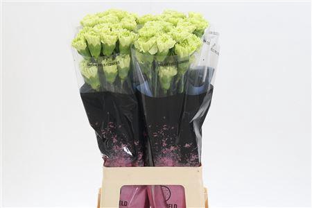 <h4>Di St Goblin</h4>