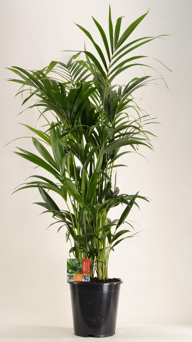 <h4>KENTIA - P27 H150 - 12PP (Howea forsteriana)</h4>