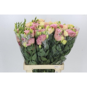 Eustoma Du Alissa Champagne