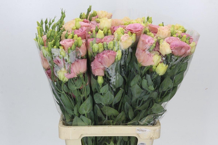 <h4>Eustoma Du Alissa Champagne</h4>