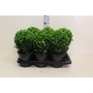 Buxus semp.   ...