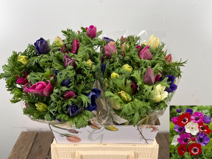 <h4>ANEM CO MAR GEM</h4>