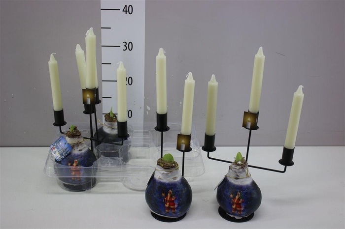 <h4>Hippeastrum Wax Santa And Candle</h4>