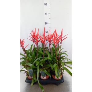 Vriesea  'Elan'