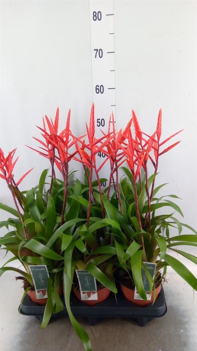 <h4>Vriesea  'Elan'</h4>