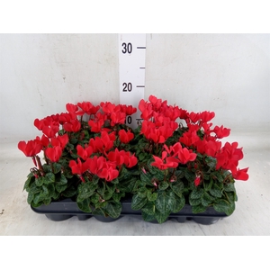 Cyclamen KL 'Verano'