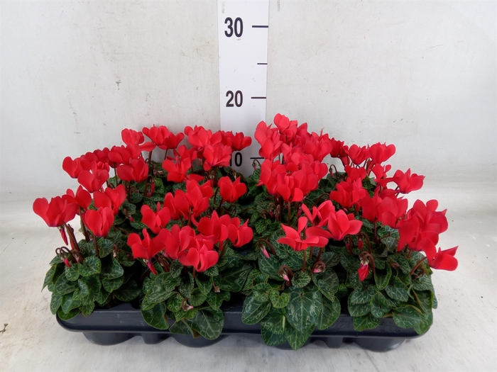 <h4>Cyclamen KL 'Verano'</h4>