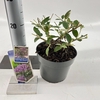 Buddleja