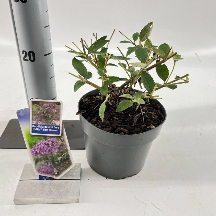 Buddleja